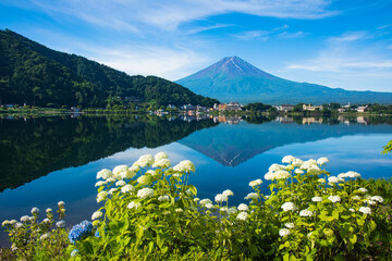 富士山とあじさい