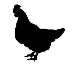 chicken silhouette