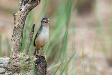 Plain Prinia  on field in nature