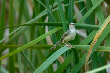 Plain Prinia  on field in nature