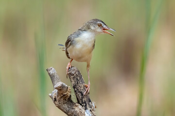 Plain Prinia  on field in nature