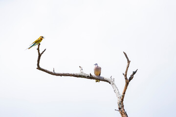 Blue-tailed Bee-eater  and a dove on a branch