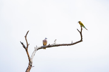 Blue-tailed Bee-eater  and a dove on a branch