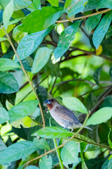 scaly-breasted munia on branch in nature