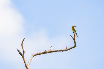 Blue-tailed Bee-eater on a branch