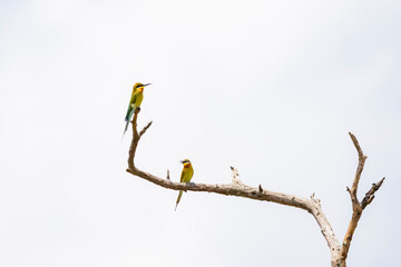 Blue-tailed Bee-eater on a branch