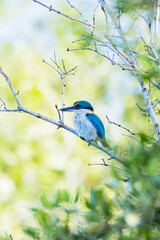 The Collared kingfisher on a mangrove forest