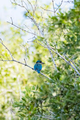 The Collared kingfisher on a mangrove forest