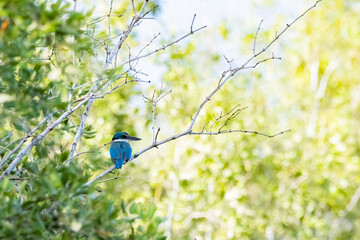 The Collared kingfisher on a mangrove forest