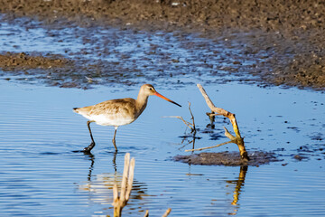 A sea birds on mangrove forest