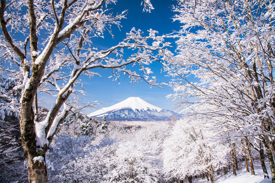 雪景色 の画像 71 730 件の Stock 写真 ベクターおよびビデオ Adobe Stock