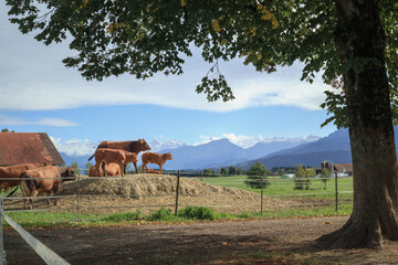 Brown cows in front of scenic mountain scenery framed by a tree. Group of Swiss cows and calves standing on dirt hill in pasture with farm in background. Lucerne, Switzerland. Selective focus.