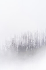 fog and trees