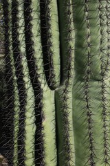 Saguaro Cactus extreme close-up (Carnegiea gigantea)