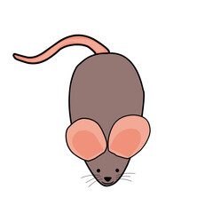 rat illustration