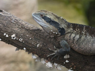 An eastern water dragon (Intellagama lesueurii) in side view climbing a tree branch with eye showing