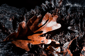 autumn leaves on the ground