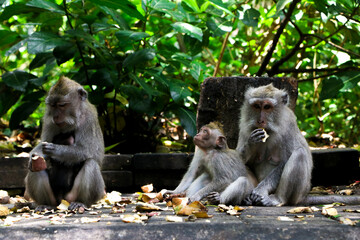 Familia mono