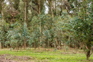 trees in the forest