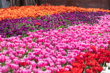 Tulip flowers fresh spring in tulip field.
