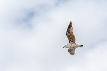 seagull flying in the sky