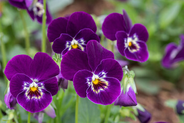 Pansy viola flower in spring garden. Purple flower.
