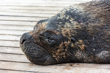 sea ​​Wolf sleeping on the pier