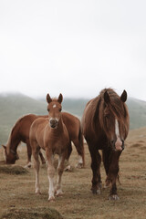 Fototapeta na wymiar Horses in France
