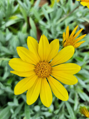 Closeup of a yellow daisy flower