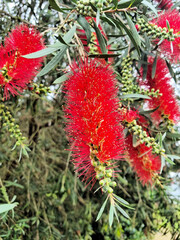 Crimson Bottlebrush Callistemon citrinus in bloom in spring in New South Wales Australia
