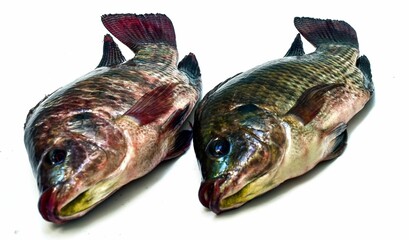 Tilapia on a white background, Oreochromis niloticus