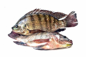 Freshwater fish tilapia on a white background, Oreochromis niloticus