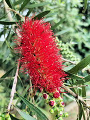 Crimson Bottlebrush Callistemon citrinus in bloom in spring in New South Wales Australia