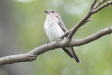 grey streaked flycatcher on a perch