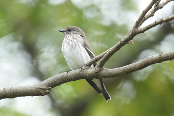 grey streaked flycatcher on a perch