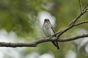 grey streaked flycatcher on a perch