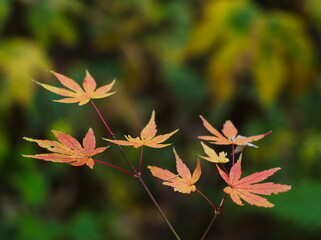 紅葉