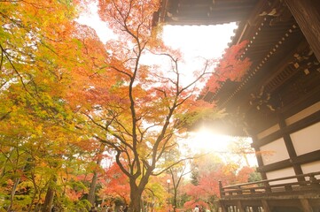 Japanese maple at the temple in Autumn