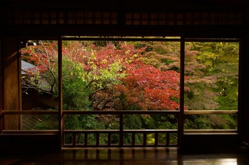 Japanese maple in Autumn 