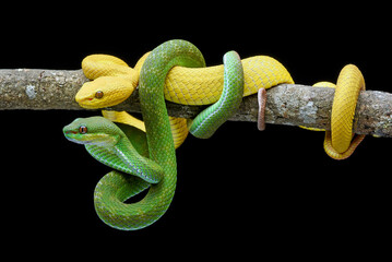 Two vipers on a tree branch
