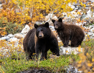 Black bear and cub in fall foliage 