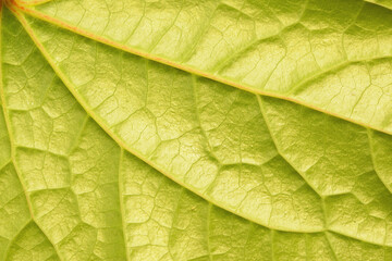 close up young betel leaf texture