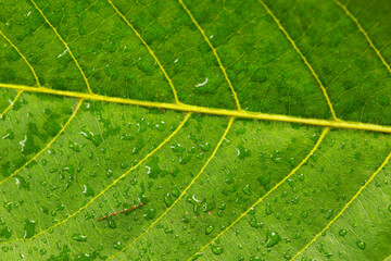 close up wet green leaf texture