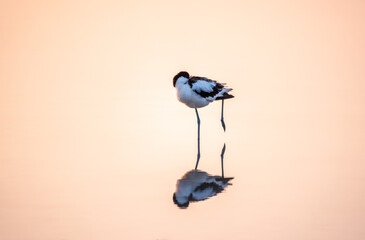 Water bird pied avocet, Recurvirostra avosetta, standing in the water in pink sunset light. The...