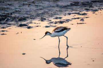 Water bird pied avocet, Recurvirostra avosetta, standing in the water in pink sunset light. The...