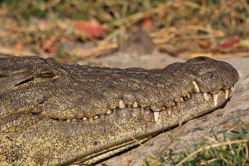 close up of crocodile head