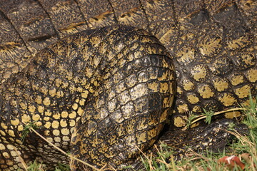 close up of crocodile skin