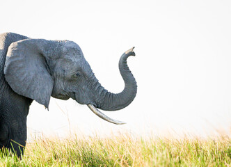 Image by: Sabine Stols (www.pangolinphoto.com)