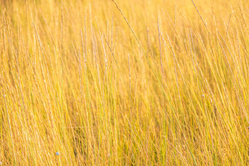 Yellow reed in the field. Bright natural background with sunset. Selective soft focus of beach dry grass and reeds