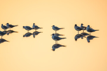 Flock of Seagulls, The European herring gull, swims on the calm lake shore in sunset